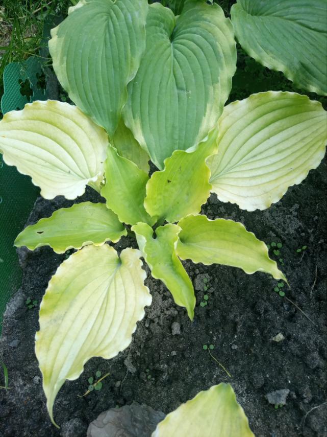 Vaiieys-LemonSquach-2